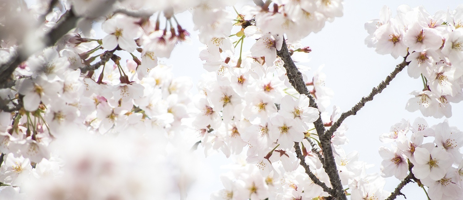 sakura